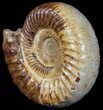 Wide Jurassic Ammonite Fossil - Madagascar #59614-3